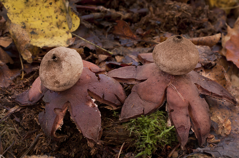 Geastrum rufescens